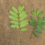 Image result for Antrocaryon nannanii