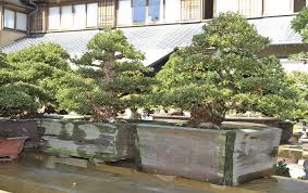 The polyethylene plant pots which are distributed in japan are durable. 10 Japanese Flower Pots Ideas Japanese Flowers Flower Pots Plants