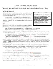 What organ is under your left lower rib cage on your left side close to your back? Fetal Pig Review Cont D Key Doc Identify The Structures On The Diagram 1 Esophagus 2 Liver 3 Gall Bladder 4 Bile Duct 5 Stomach 6 Duodenum 7 Pancreas Course Hero