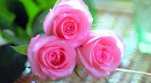 Bunga merupakan salah satu tanaman yang identik dengan simbol keindahan. Selain Romantis Ternyata Mawar Adalah Bunga Yang Dianggap Suci Lifestyle Fimela Com