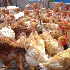 Marzuqbayu.com penternakan ayam kampung kacuk komersial di karak, pahang menjana ekonomi yang menguntungkan. Ayam Kampung Kacuk Posts Facebook