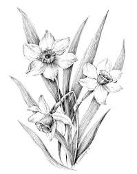 Daffodil Flower Art Narcissus Drawing Original Floral Etsy Poppy Drawing Flower Drawing Flower Sketches