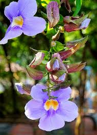 Image result for Launaea rarifolia