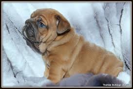 Maybe you would like to learn more about one of these? English Bulldogs For Sale Ohio
