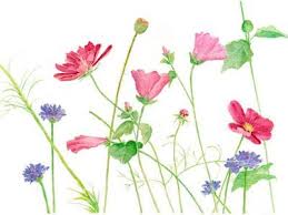 Tolle ausmalbilder und malvorlagen kostenlos zur freien nutzung. 64 Wiesenblumen Ideen Blumen Zeichnen Blumenzeichnung Blumen Malen