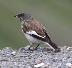 It has brown upperparts, white underparts and a grey head. Details White Winged Snowfinch Birdguides