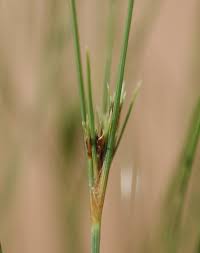 Image result for Bulbostylis sp.no.4