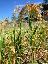 Image result for Panicum adenophorum