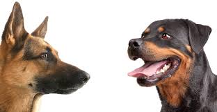 Now, at night she gets mean, won't listen, bites and gets angry when i try to discipline her. Rottweiler Vs German Shepherd Which Pet Is Right For Me