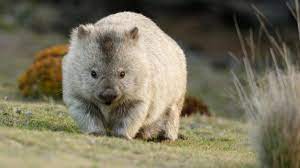 Contribute to webrecorder/wombat development by creating an account on github. So Entsteht Der Wurfel Kot Von Wombats Tierwelt