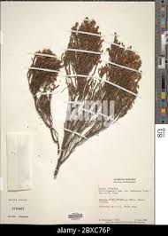 Image result for Erica kingaensis