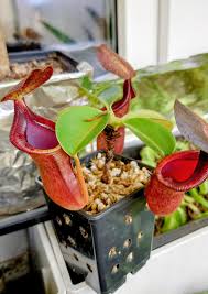 Image result for mospilan prodej