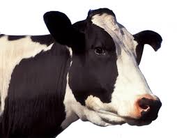 PNG Cow Head Transparent Cow Head.PNG Images. | PlusPNG