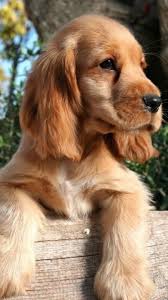 cocker spaniel