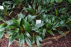 Image result for Chlorophytum macrosporum