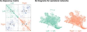 Figures and data in Generative network modeling reveals quantitative  definitions of bilateral symmetry exhibited by a whole insect brain  connectome
