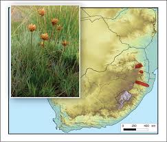 A synoptic review of the aloes (Asphodelaceae, Alooideae) of KwaZulu-Natal,  an ecologically diverse province in eastern South Africa