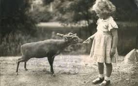Just as you have to childproof your home, you would have to deerproof your home. Hark The Muntjac Barks Its Heart Out The Hindu