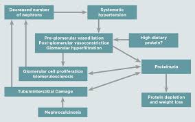 Treatment Guidelines For Chronic Kidney Disease In Dogs Cats