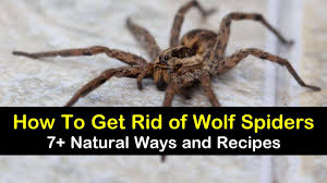 Vinegar and soap spider spray 1 cup white vinegar 1 cup ground black pepper 1 tsp liquid dish soap 1 tsp citrus essential oil spray bottle 7 Natural Ways To Get Rid Of Wolf Spiders