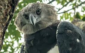 Pictures of birds of prey to include hawks, eagles, owls, etc. Visit The Peregrine Fund