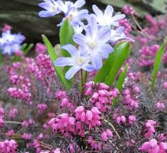 Image result for Erica wildii