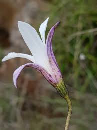 Image result for Xerophyta schlechteri