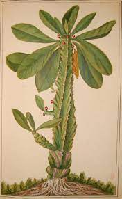 Find the perfect long cactus stock photo. Sl 5283 47 Description Euphorbia From An Album Originally Containing 305 Drawings And Prints Of Plants A Tall Cactus With Large Botanik Ausdrucken Bilderwand