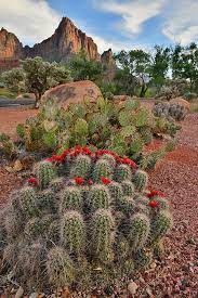 The main entrance is located on highway 9 at the east end of springdale, utah. Cacti Bloom In Zion National Park In Utah Photograph By Ray Mathis