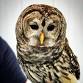 Calling All Owls: Kensington Metropark event image