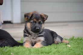 The main reason german shepherd puppies cost so much is that the cost of breeding german shepherds and raising the puppies is not cheap. German Shepherd Puppies For Sale Under 100 Dollars Petsidi