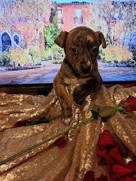 We did not find results for: Bounce Animal Rescue In Northern Colorado Names Bachelor Puppies