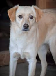 Benjamin cane a Perugia in Regalo