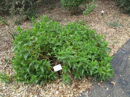 Image result for Baissea viridiflora