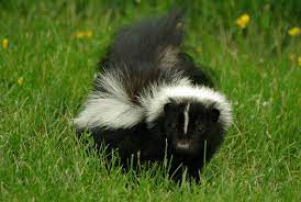 What to do if you get sprayed by a skunk. What To Do If You Or A Family Member Gets Sprayed By A Skunk Chimney And Wildlife