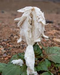 Image result for Psydrax martinii