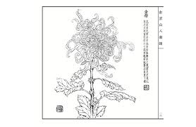 Chrysanthemum flower line drawing art print. Chinese Artist Miao Guying Chrysanthemum Baimiao Line Drawing Painting Art Book Art Book Drawing Art Bookpainting Drawing Book Aliexpress