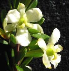 Image result for Picrodendraceae