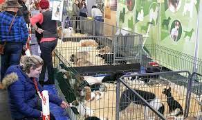 Salon du chiot villefranche 2021 salon du chiot 2020 à parcexpo de villefranche sur saone. Chiots Et Chatons Passent Au Salon