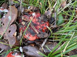 Image result for Russula perlactea