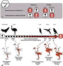 Inform the store, breeder, or adoption organization about the bird's illness or death. Systemic Distribution Of Medullary Bone In The Avian Skeleton Ground Truthing Criteria For The Identification Of Reproductive Tissues In Extinct Avemetatarsalia Springerlink