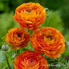 Image result for Ranunculus volkensii