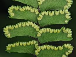 Image result for Adiantum vogelii