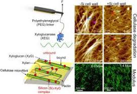 Check spelling or type a new query. Organically Bound Silicon Enhances Resistance To Enzymatic Degradation And Nanomechanical Properties Of Rice Plant Cell Walls Carbohydrate Polymers X Mol