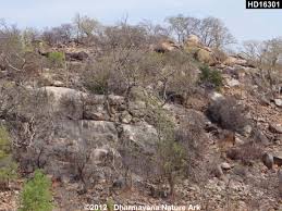 Image result for Hildegardia