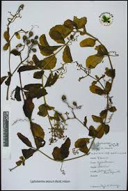 Image result for Cyphostemma setosum