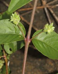 Image result for Psilotrichum sericeum