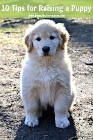 My Top 10 Tips For Raising A Golden Retriever Puppy