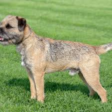 Maybe you would like to learn more about one of these? Border Terrier Full Profile History And Care