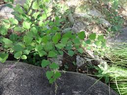 Image result for Polhillides velutina